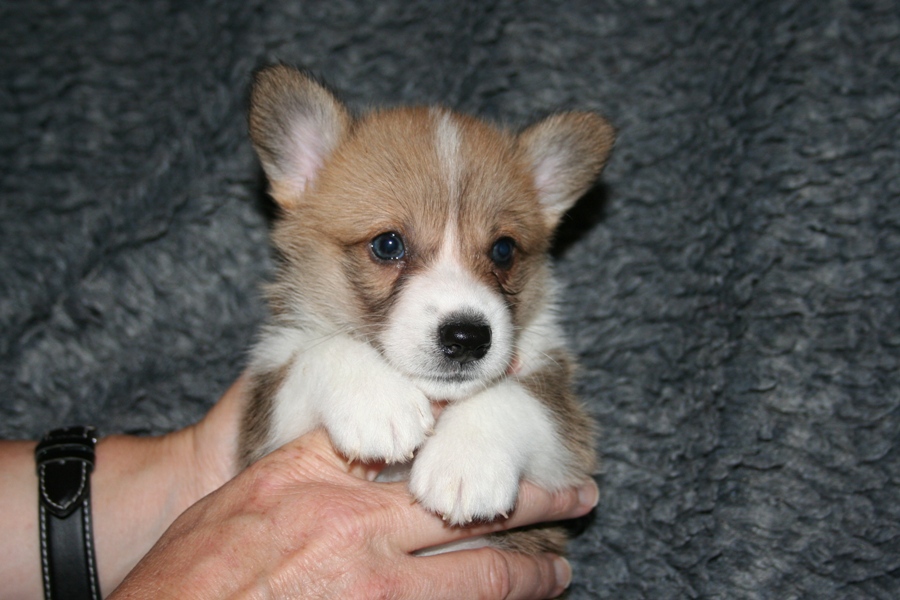 Puppies